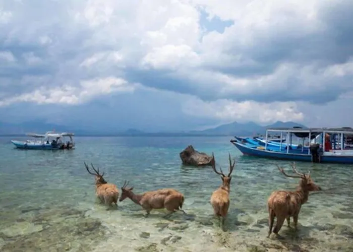 Maha Nusa Menjangan 3* Banyuwedang